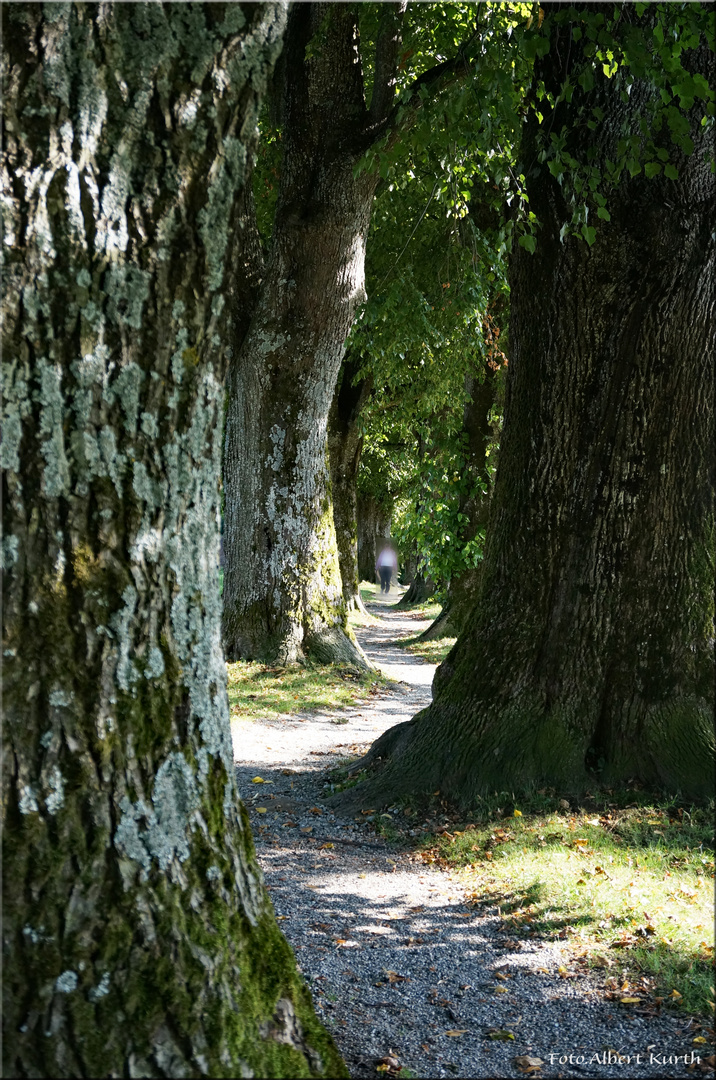 Steindl Allee