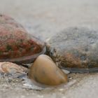 Steine am Meer