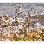 Steine am Strand