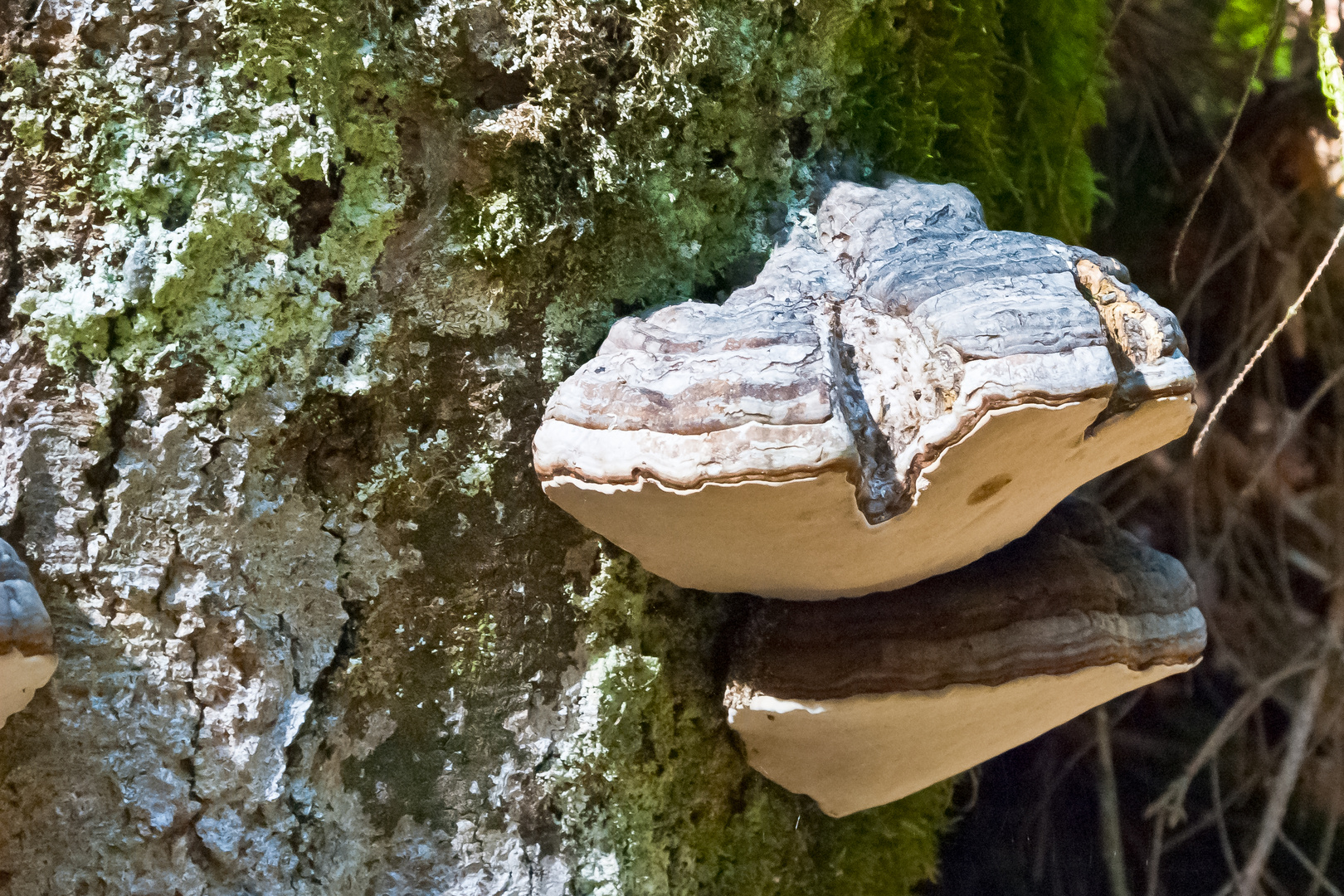 Steine erzählen Geschichten (Erlebnistour) -Der Pilz-