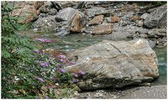 Steine im Fluss 4