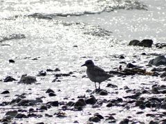 Steine im Sternenmeer