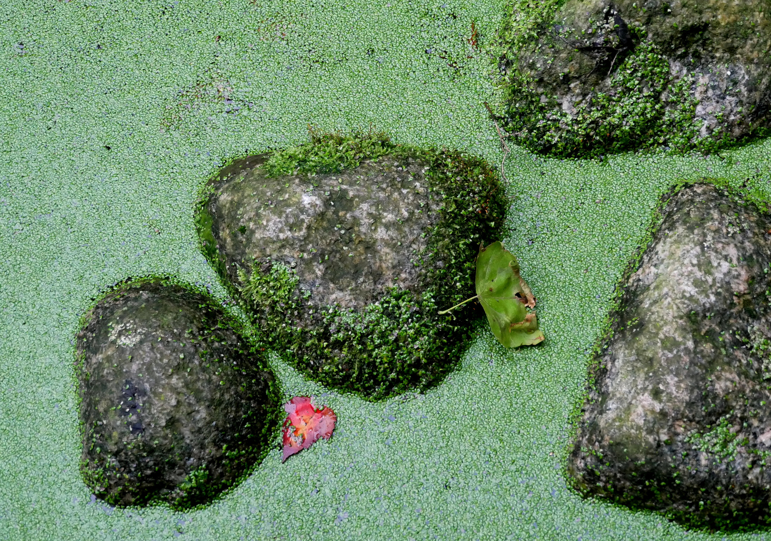 Steine im Teich