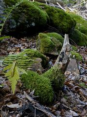 Steine im Wald