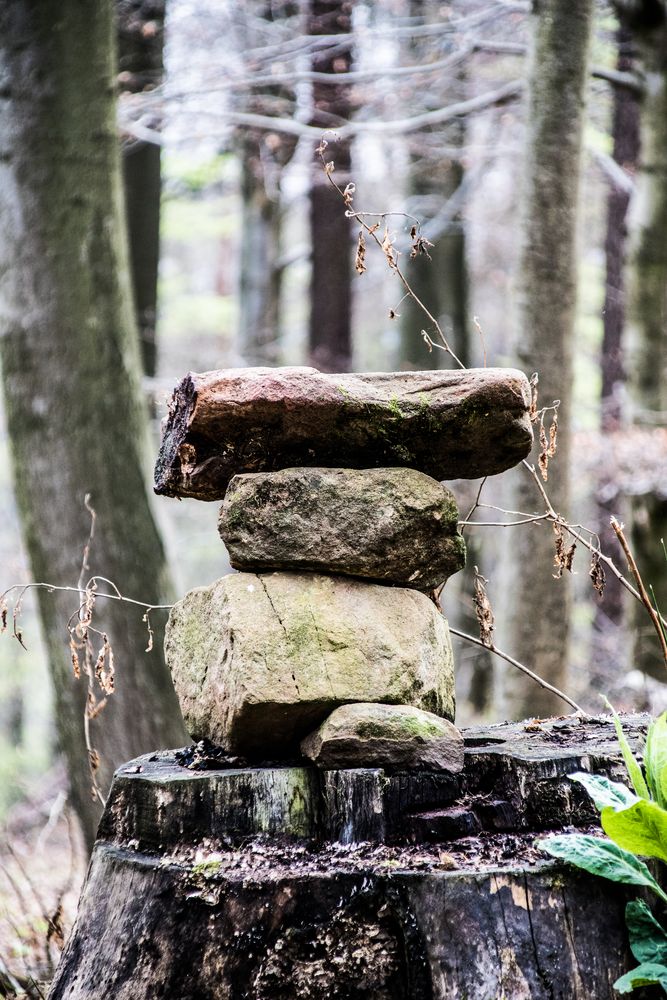 steine im wald