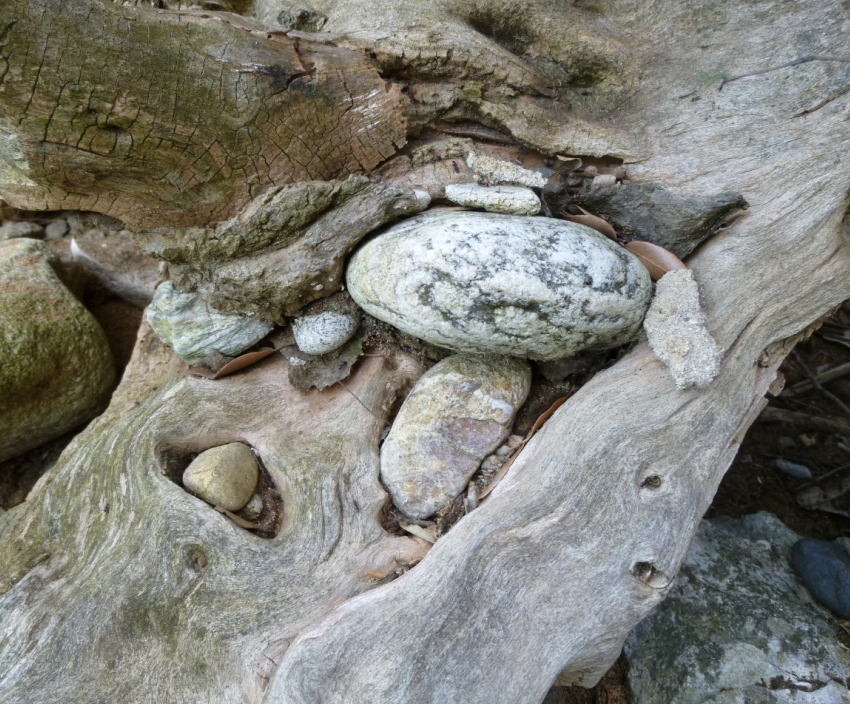 Steine in Wurzeln eingewachsen