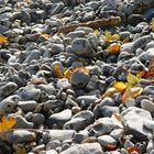 Steine mit Herbstdekor