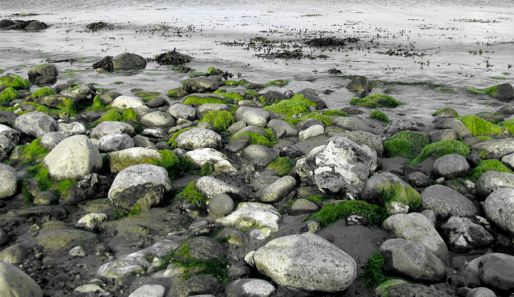 steine und algen