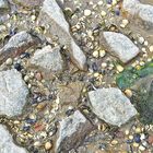 Steine und Muscheln