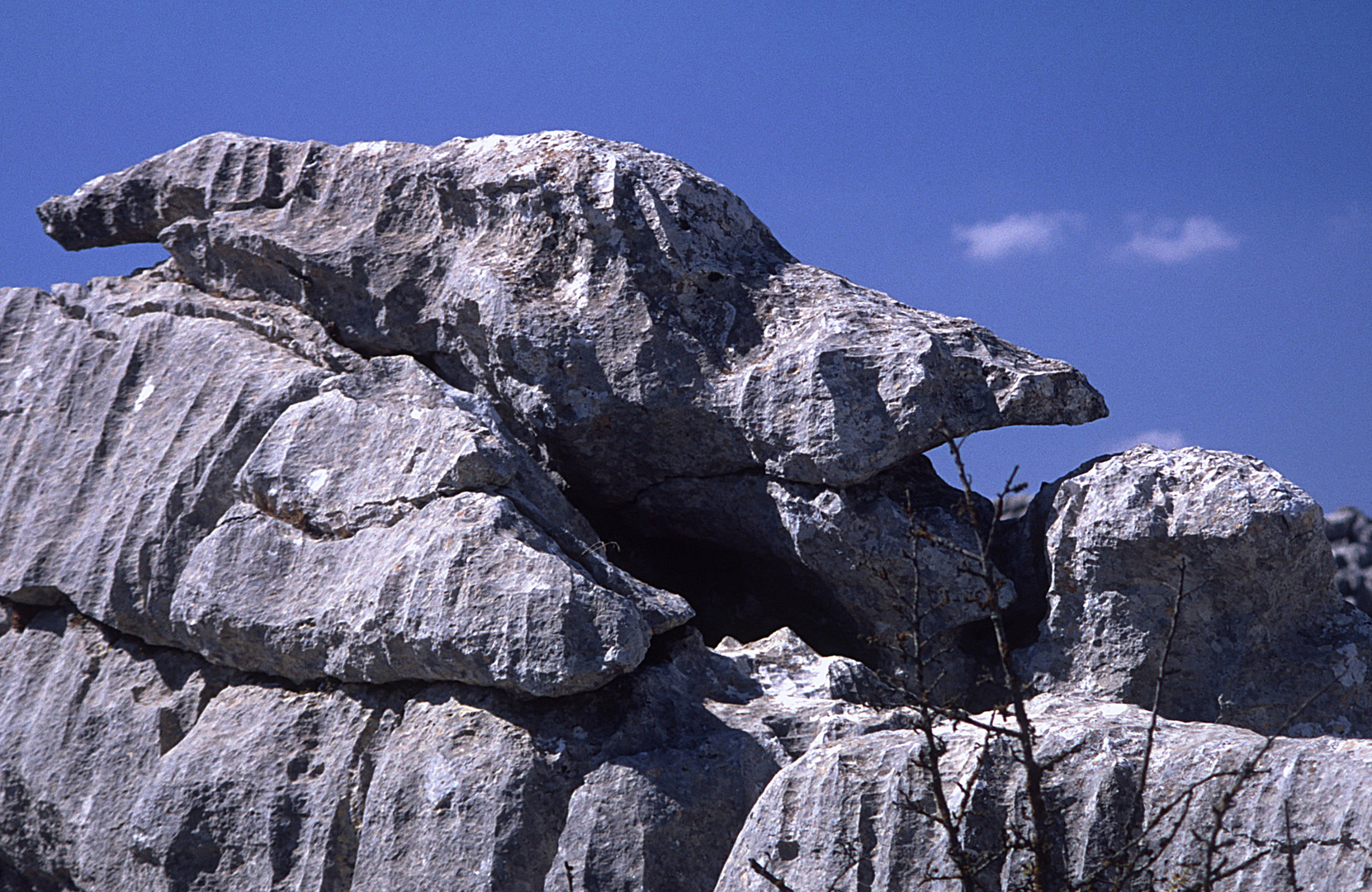 Steinechse kriecht durch den Torcal