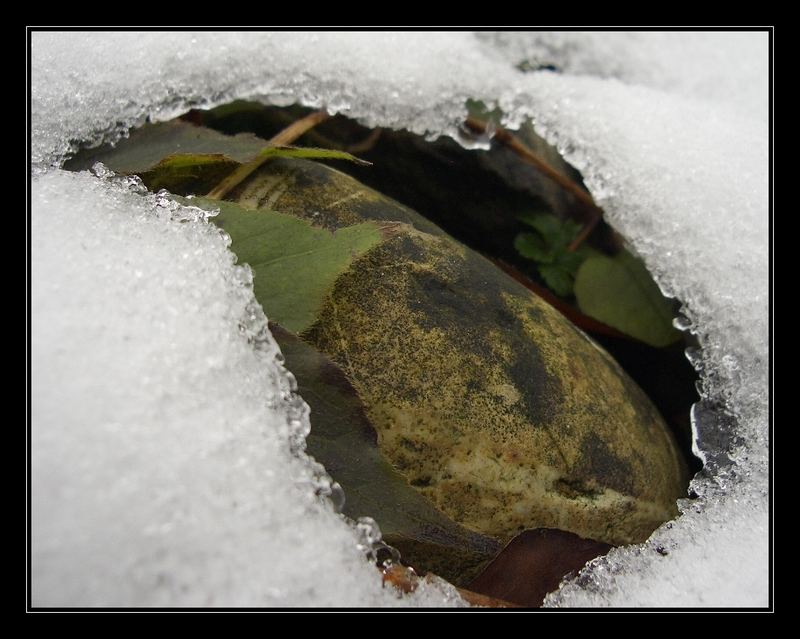 Steinei im Eisnest