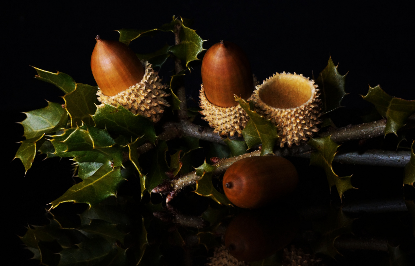 Steineiche (Quercus rotundifolia)