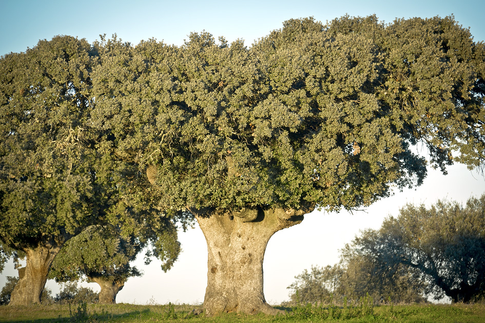 Steineichen in der Extremadura