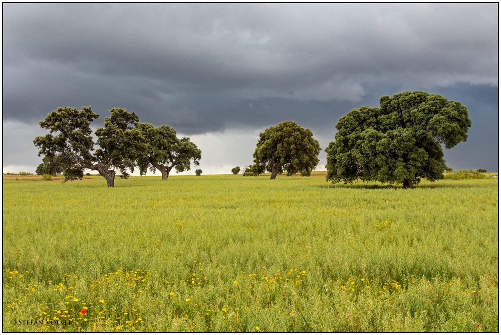 Steineichen vor dem Gewitter