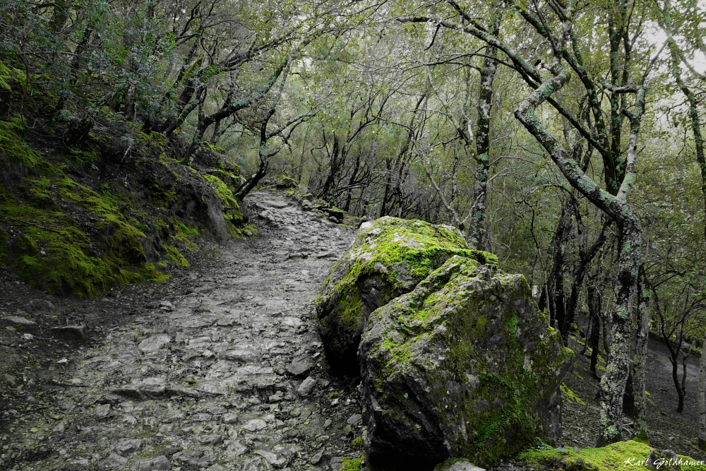 Steineichenweg