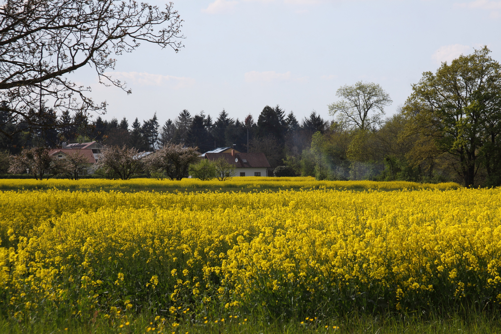 Steinenstadt im Markgräflerland - Feld und Flur