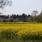 Steinenstadt im Markgräflerland - Feld und Flur