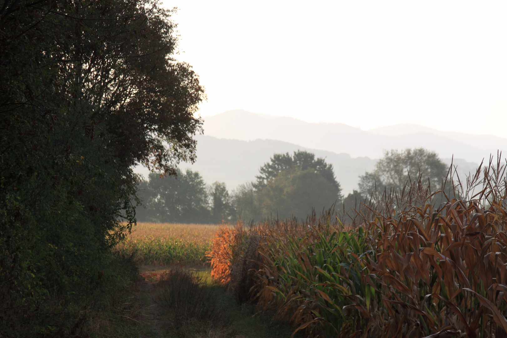 Steinenstadt, Morgenstimmung in Feld und Flur (4)