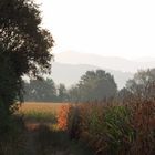 Steinenstadt, Morgenstimmung in Feld und Flur (4)