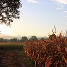 Steinenstadt, Morgenstimmung in Feld und Flur (8)