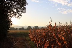 Steinenstadt, Morgenstimmung in Feld und Flur (8)