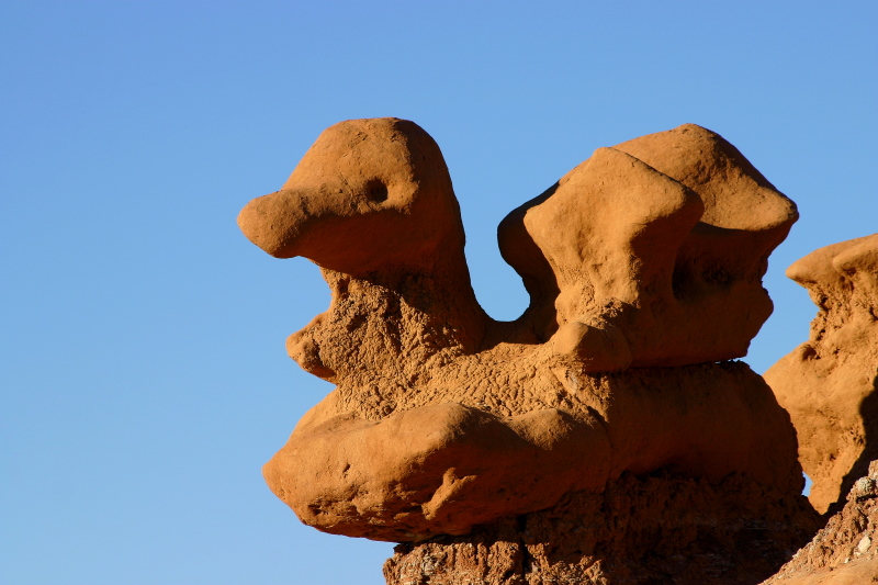 Steinente in Goblin Valley Utah