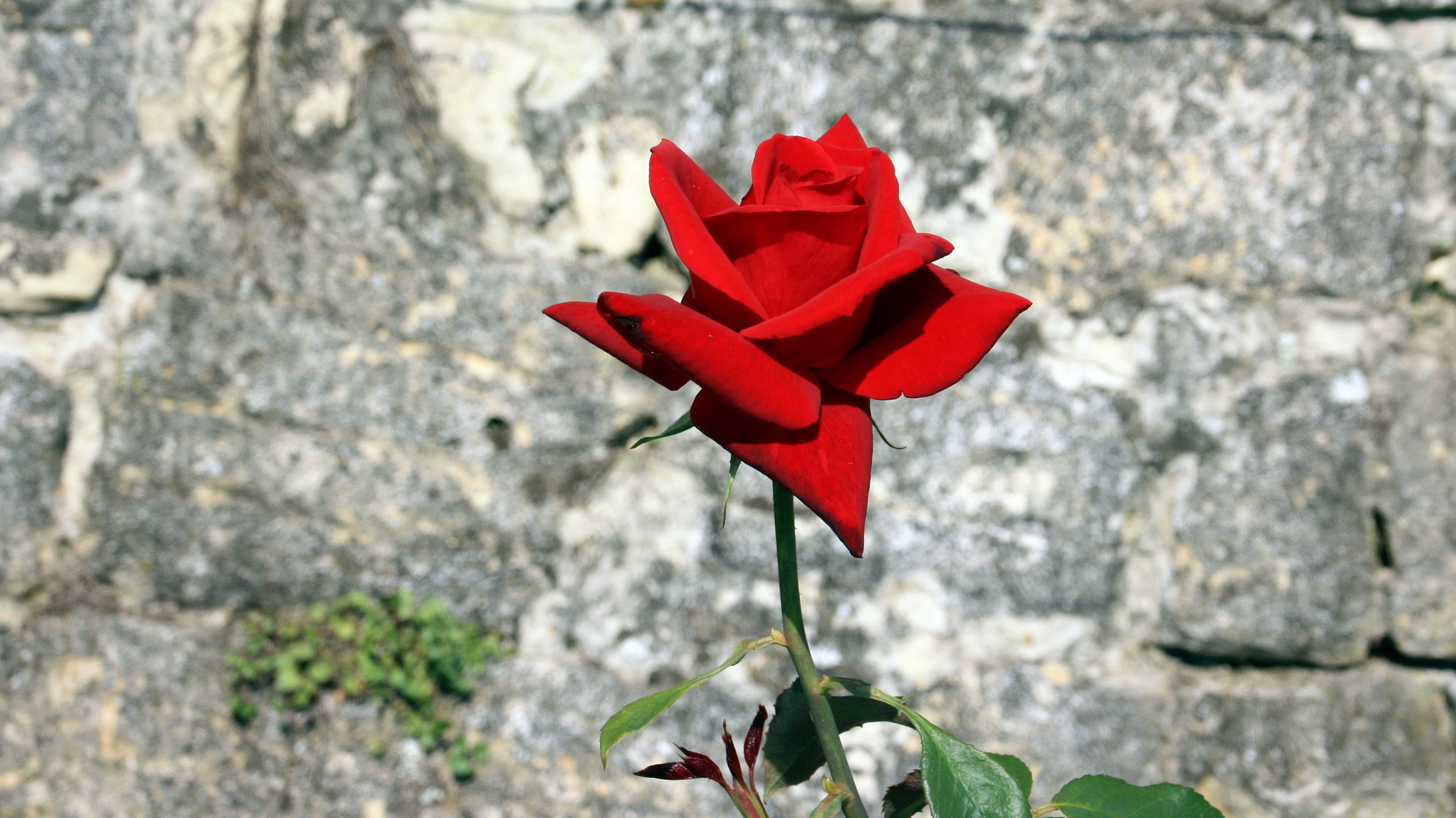 Steinerne Rose