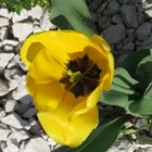 Steinerne Tulpe