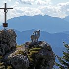 Steinerner Steinbock am Gipfel