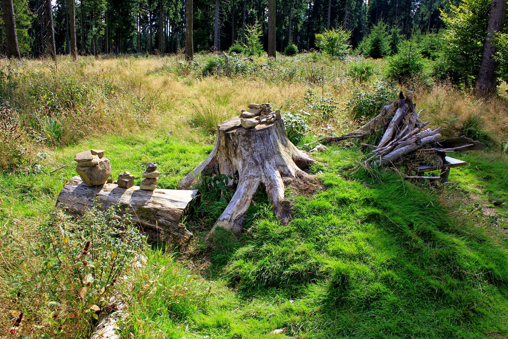 Steinesammlung auf Holz präsentiert