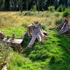 Steinesammlung auf Holz präsentiert