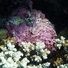 Steinfisch im Red Sea