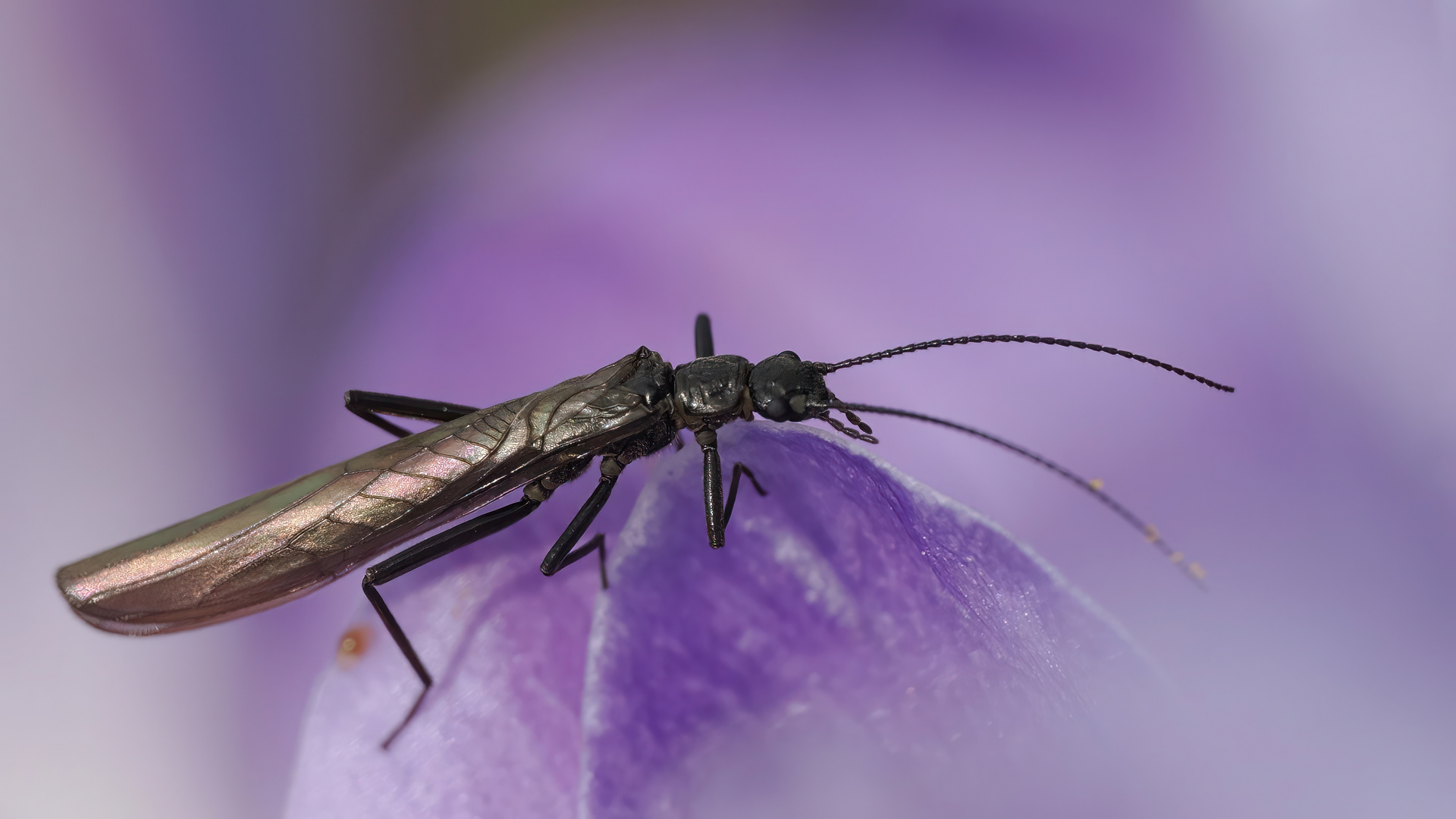 Steinfliege Foto & Bild nah & makro, tiere, wildlife Bilder auf