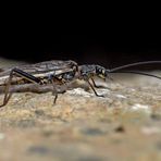 Steinfliege der Familie Nemouridae (Nemoura cinerea?*), Foto 1 + 2) - Insecte "Nemoura"..?