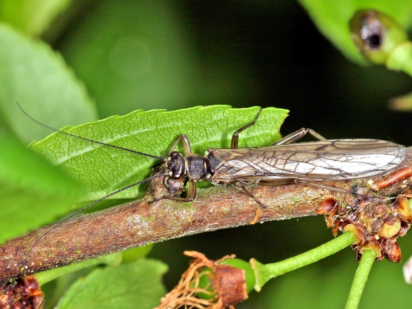 Steinfliege (Nemoura cinerea) .....