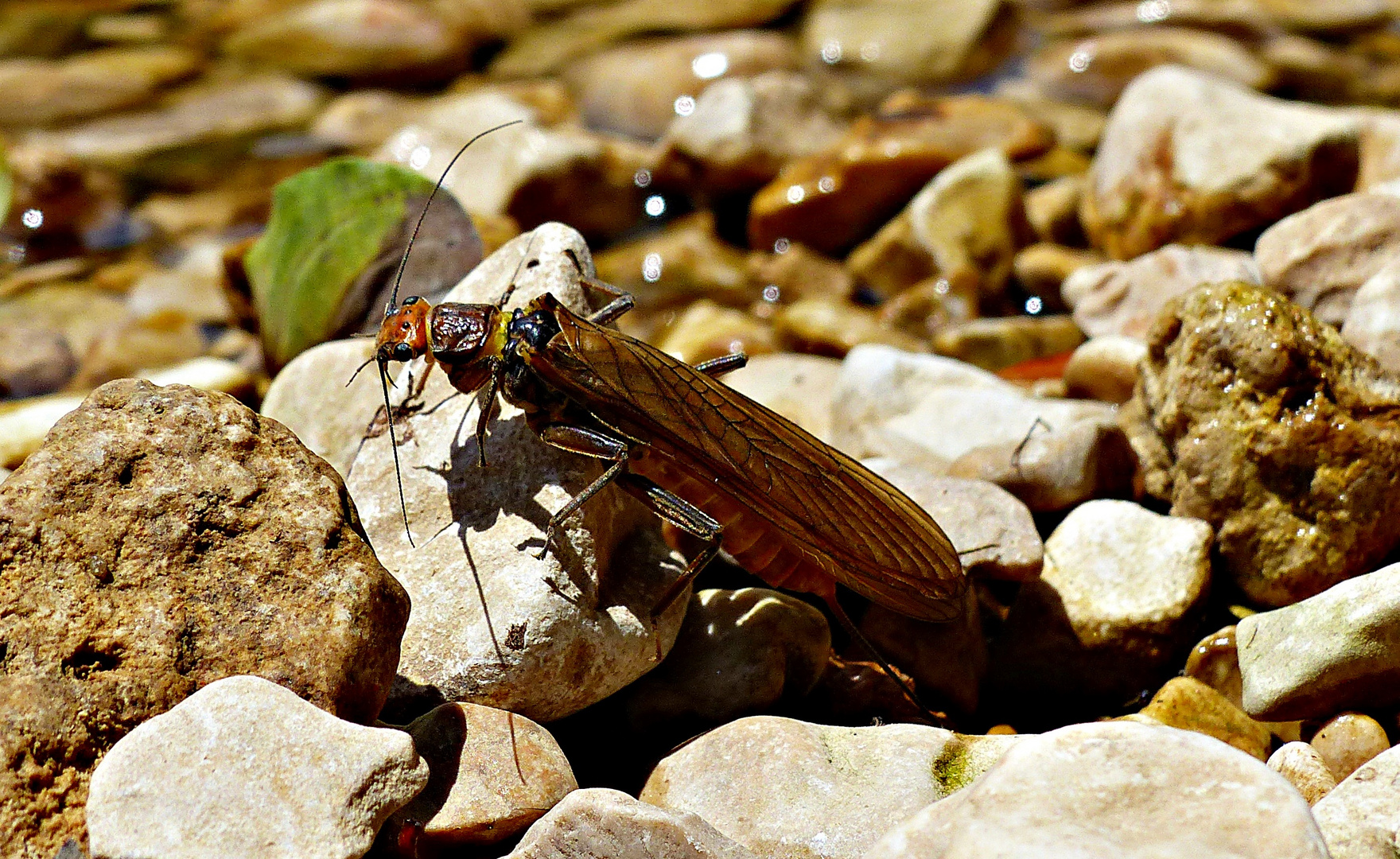 Steinfliege (Plecoptera)