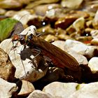 Steinfliege (Plecoptera)