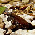 Steinfliege (Plecoptera)