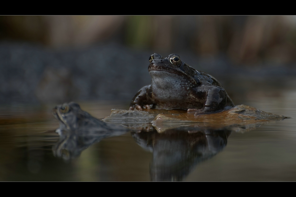 *Steinfrosch*