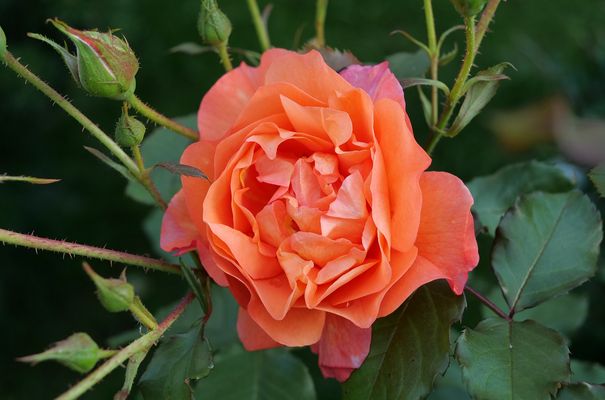  Steinfuhrther Qualitätsrose