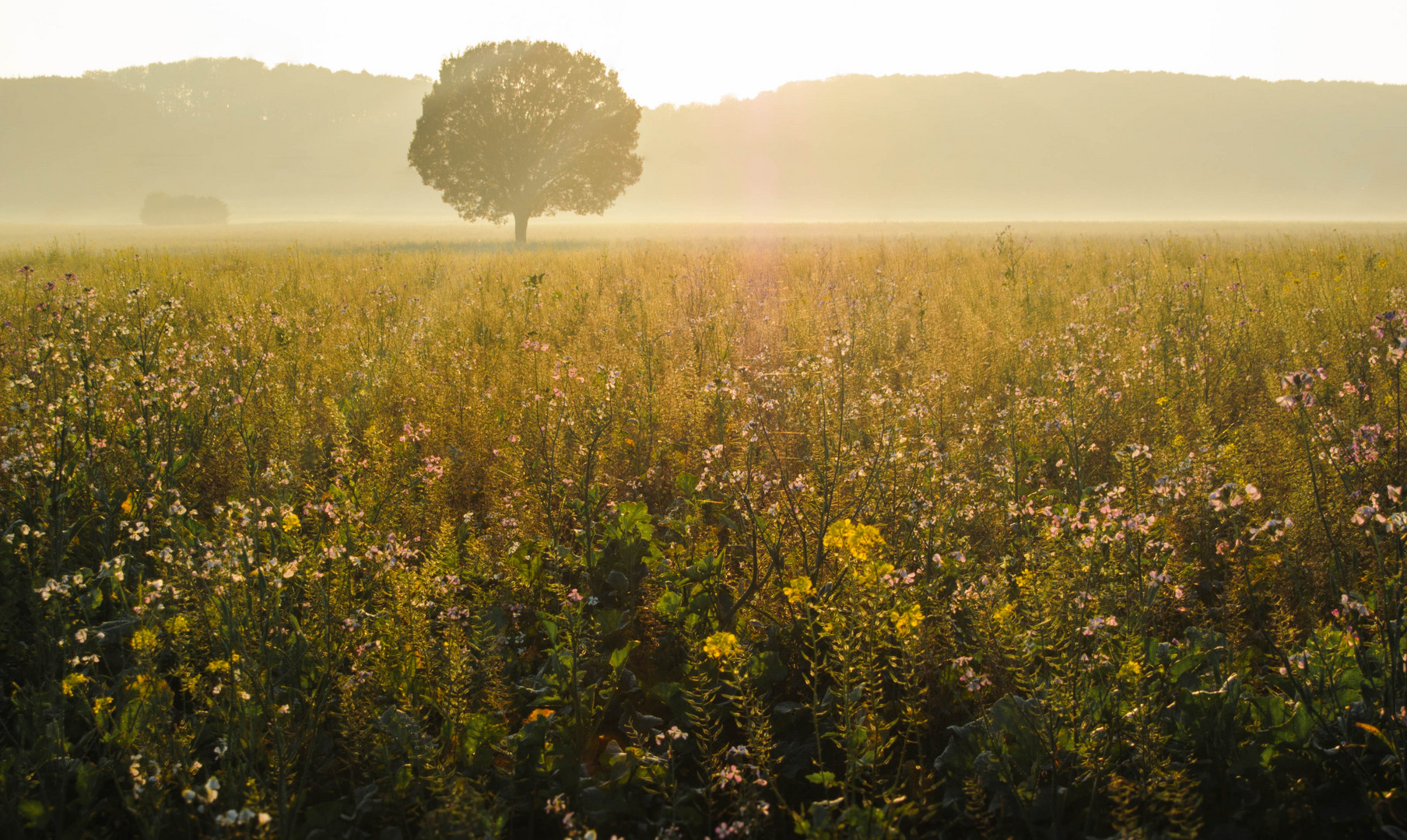 Steinfurter Herbst (P)