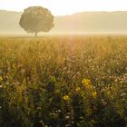 Steinfurter Herbst (P)