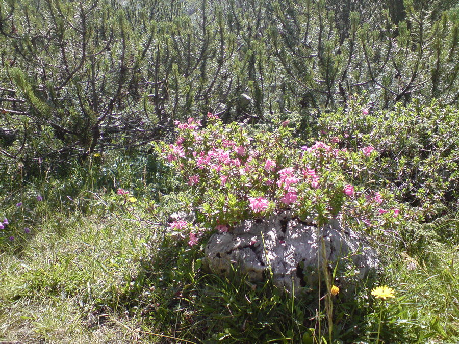 "Steingärtchen"