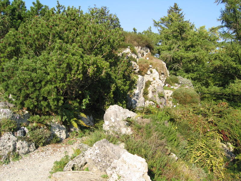 Steingarten im Botanischen Garten München