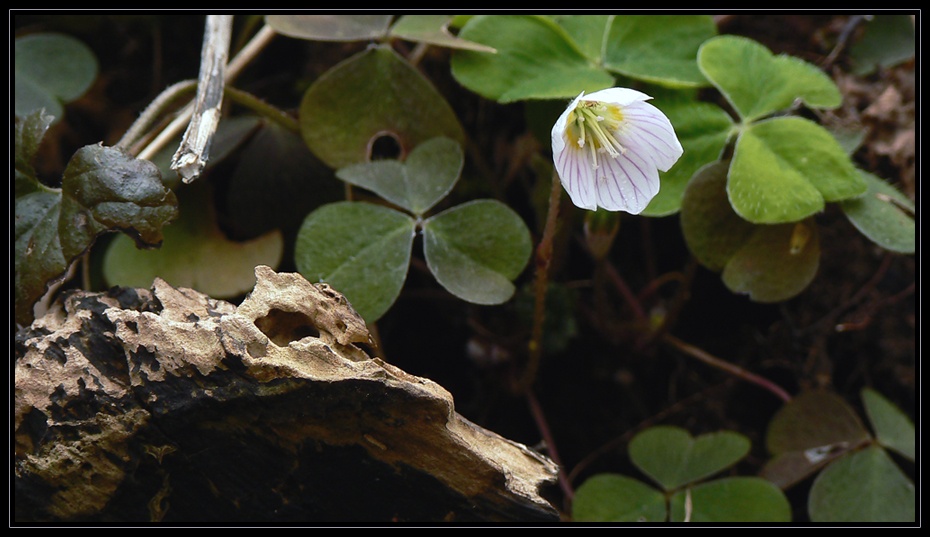 Steingarten in der Flora