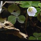 Steingarten in der Flora