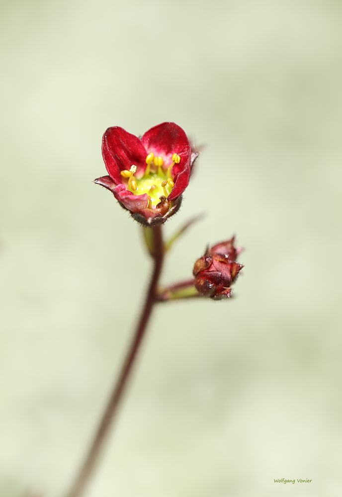 Steingartenblümchen