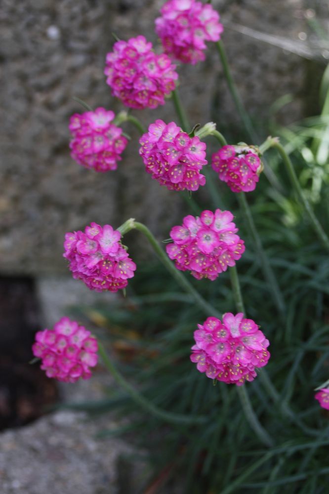 Steingartenblüten