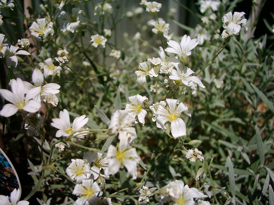 Steingartenblumen