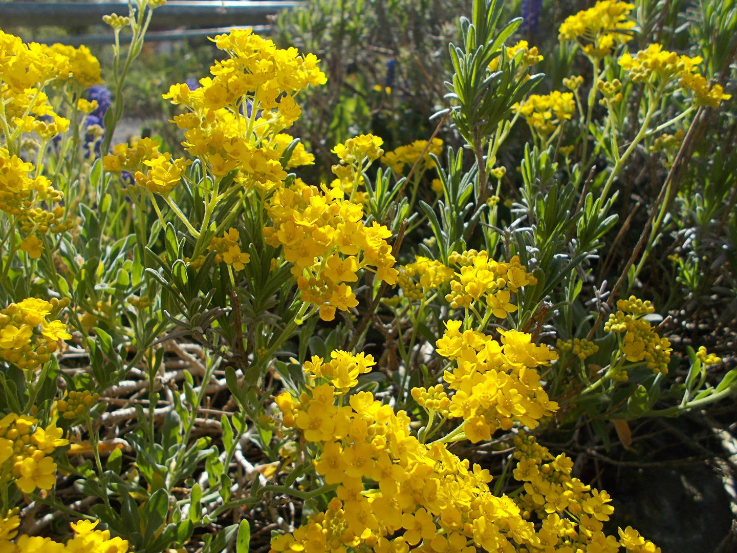 Steingartenblumen Gelb